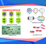生物知识展板图片