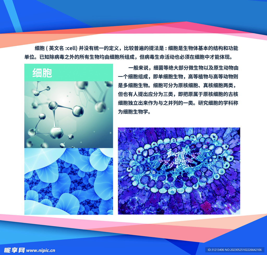 生物知识展板图片