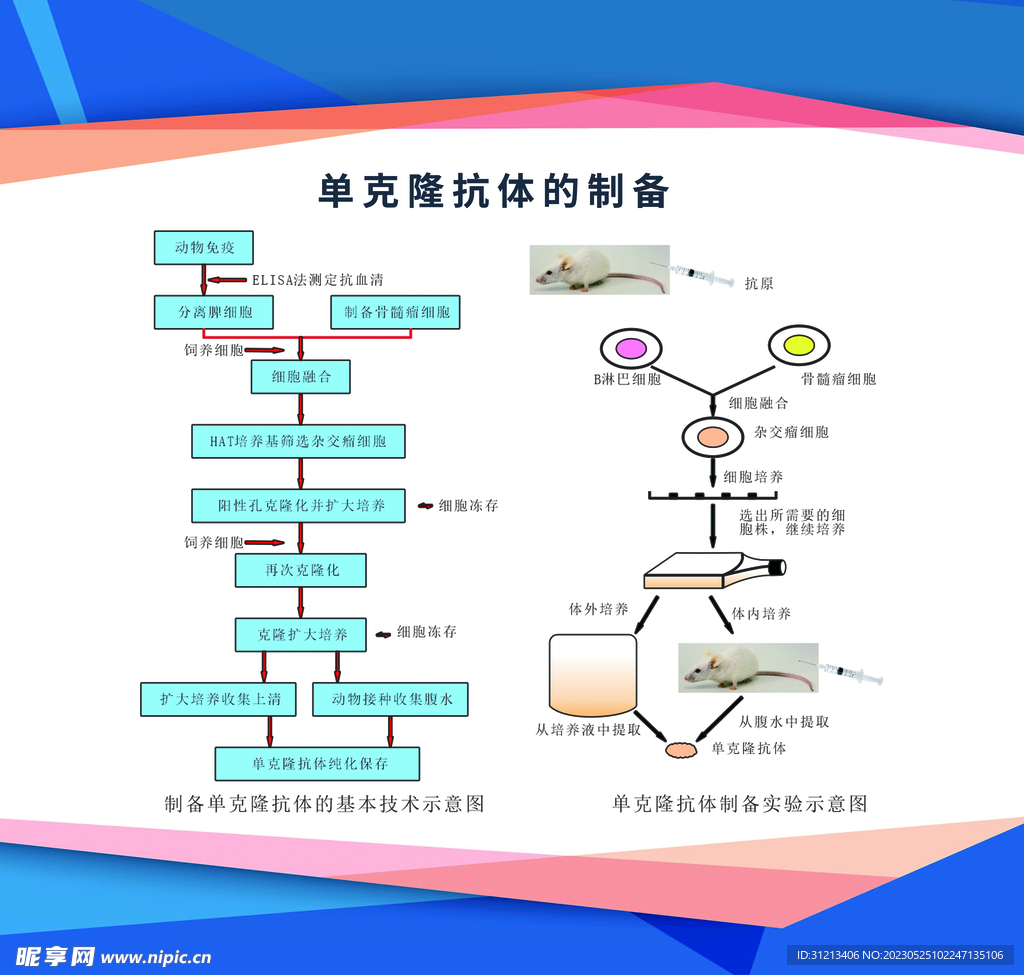 生物知识展板图片