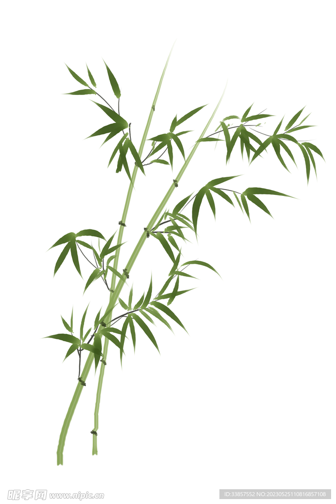 竹子素材           