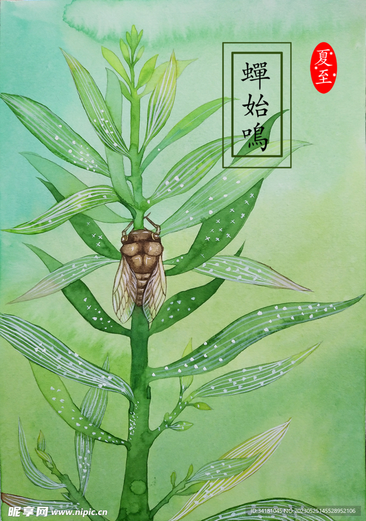 夏至荷花