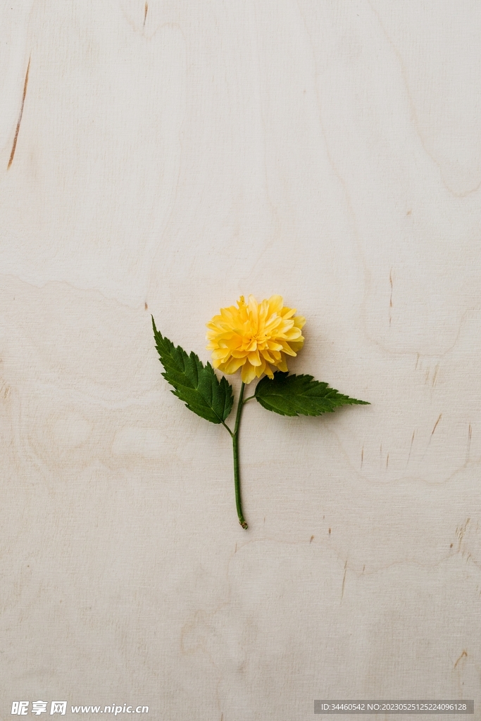 黄色的花
