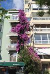 紫色花