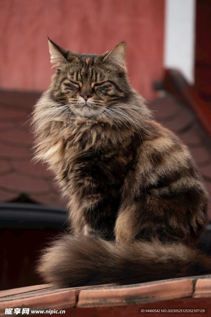 猫