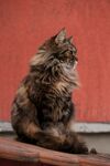 猫咪