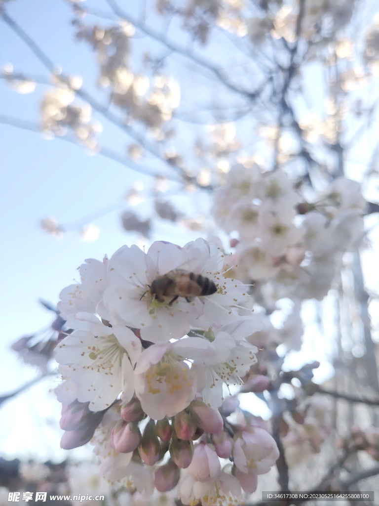 蜜蜂和樱桃花