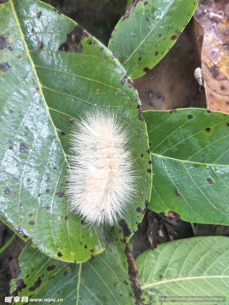 昆虫刺蛾 