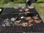烤肉