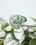 植物