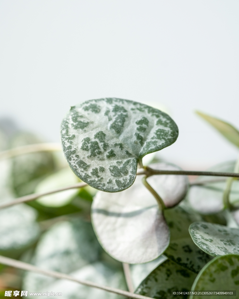 植物