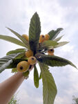 枇杷
