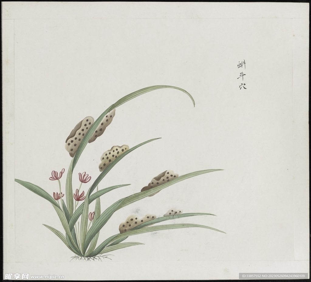 彩绘本草           