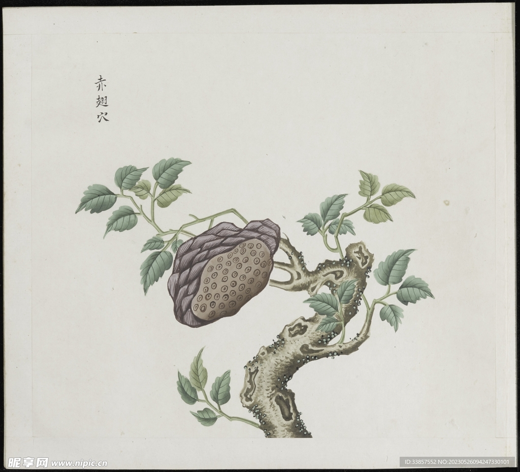 彩绘本草           