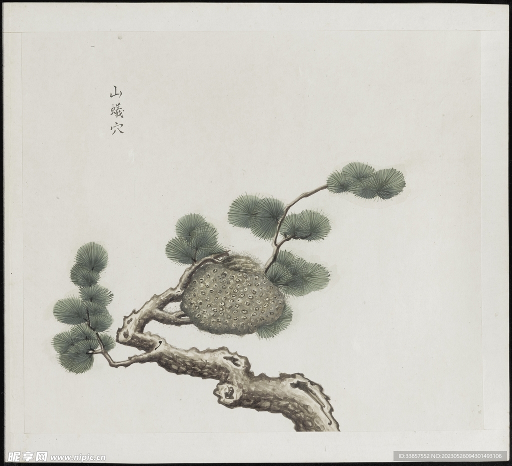 彩绘本草           