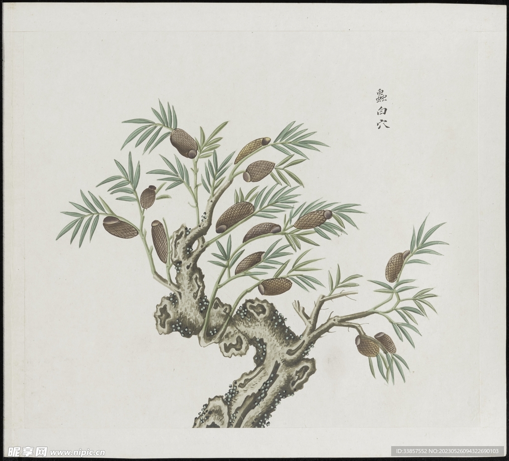 彩绘本草           