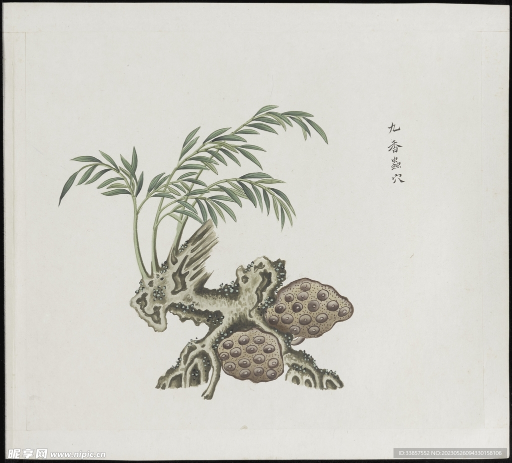 彩绘本草           