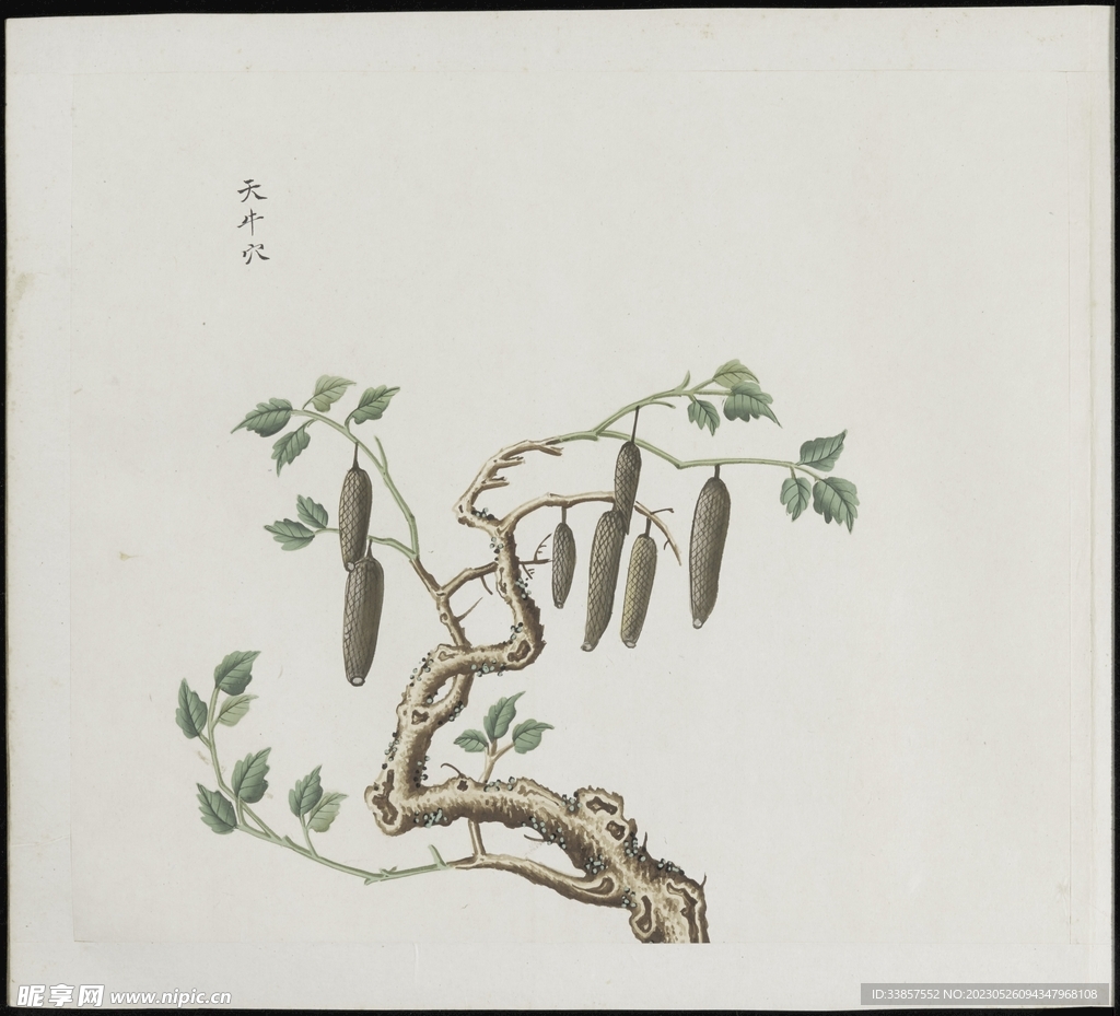 彩绘本草           