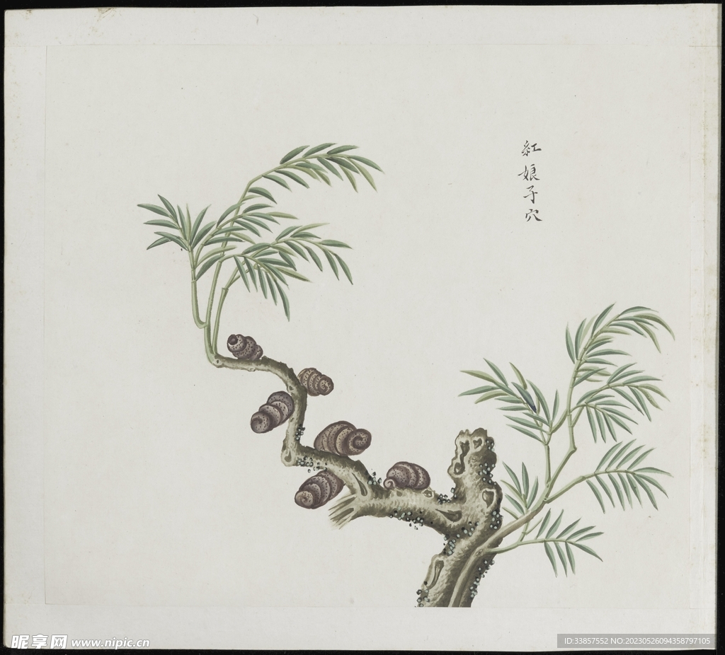 彩绘本草           