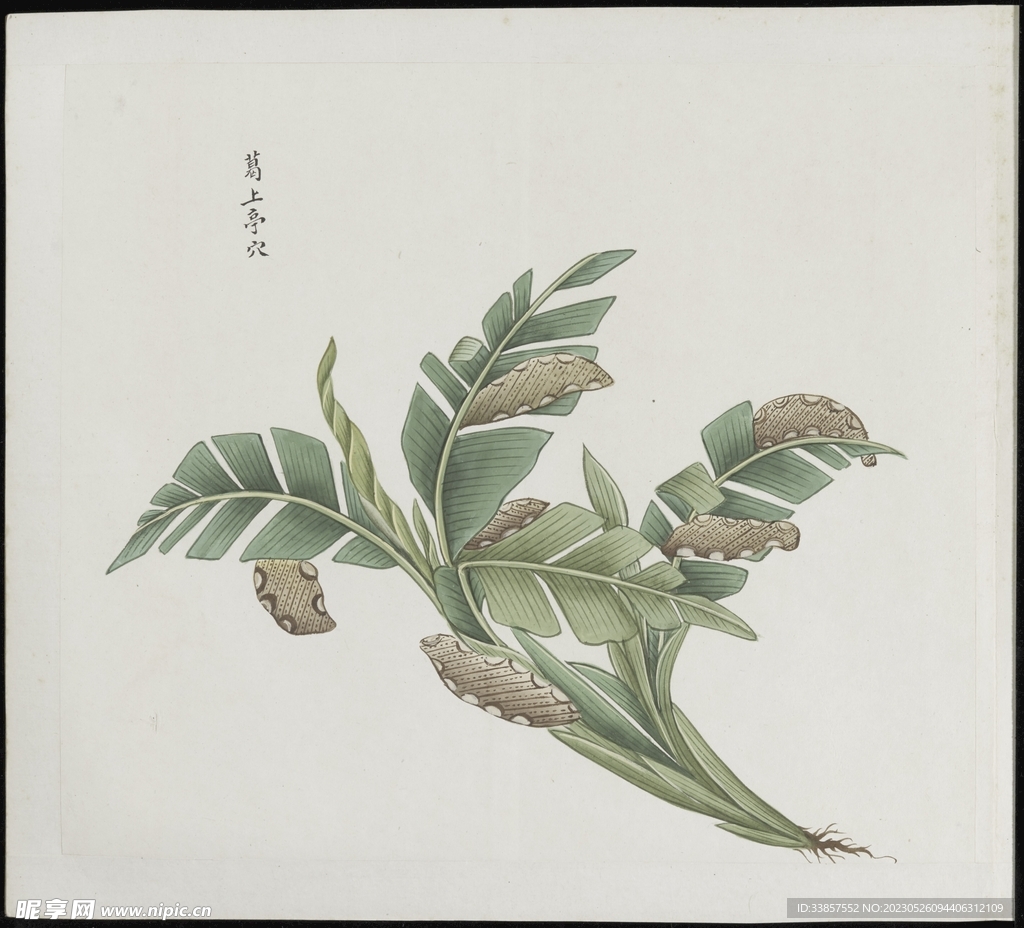 彩绘本草           
