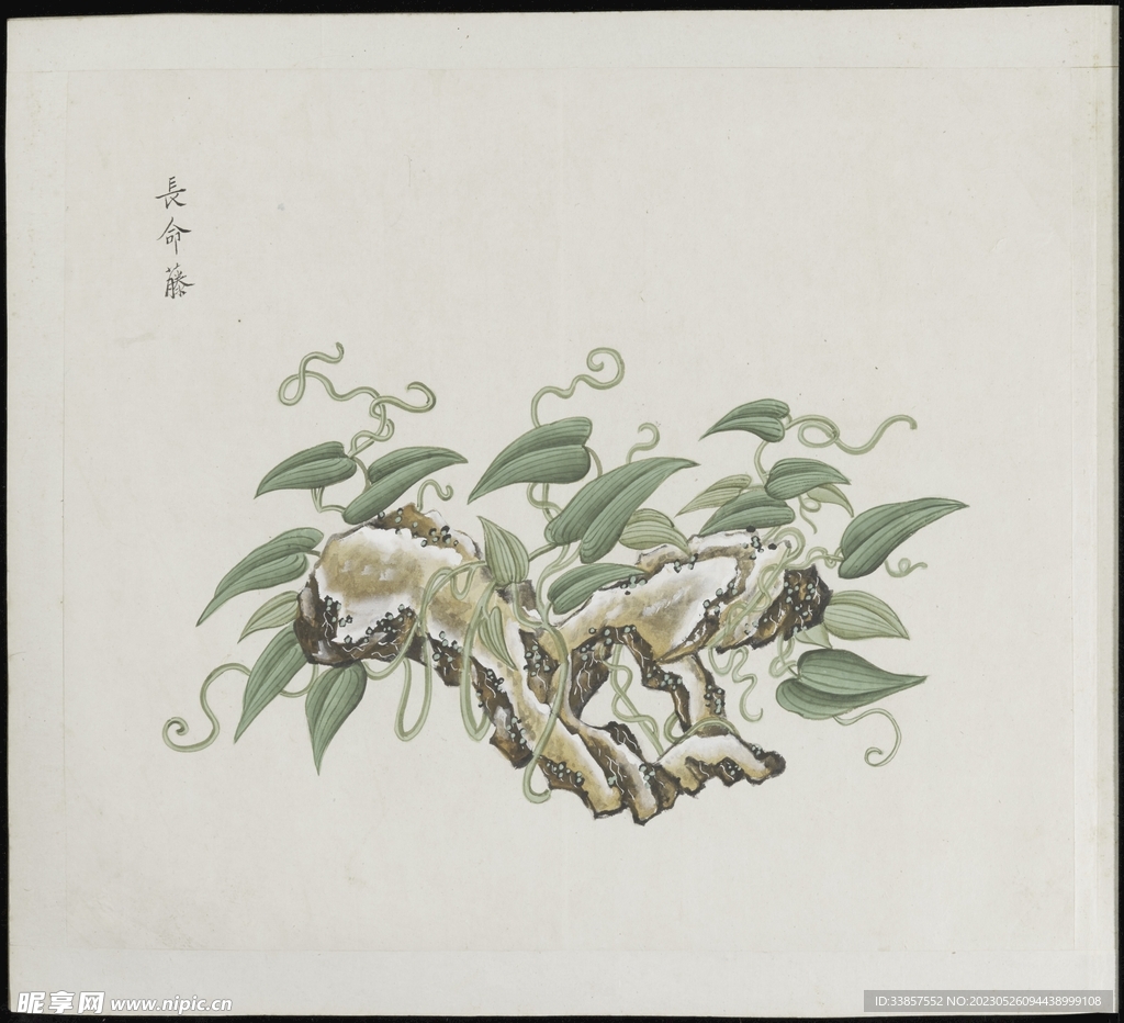 彩绘本草           