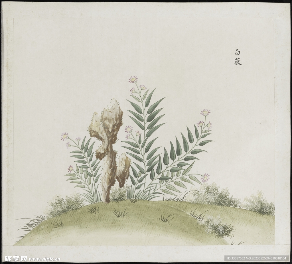 彩绘本草           