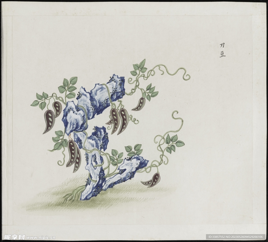 彩绘本草           