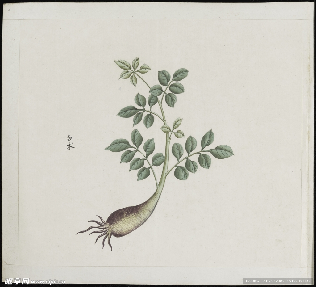 彩绘本草           