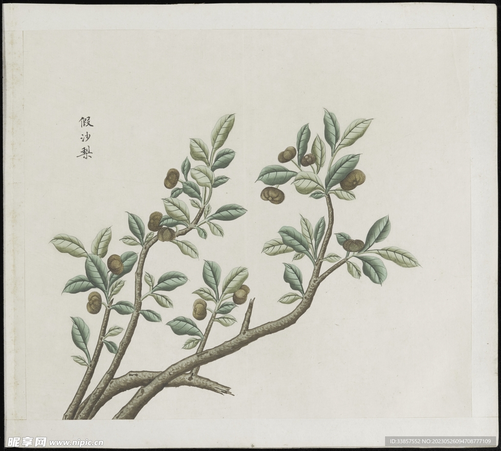 彩绘本草           