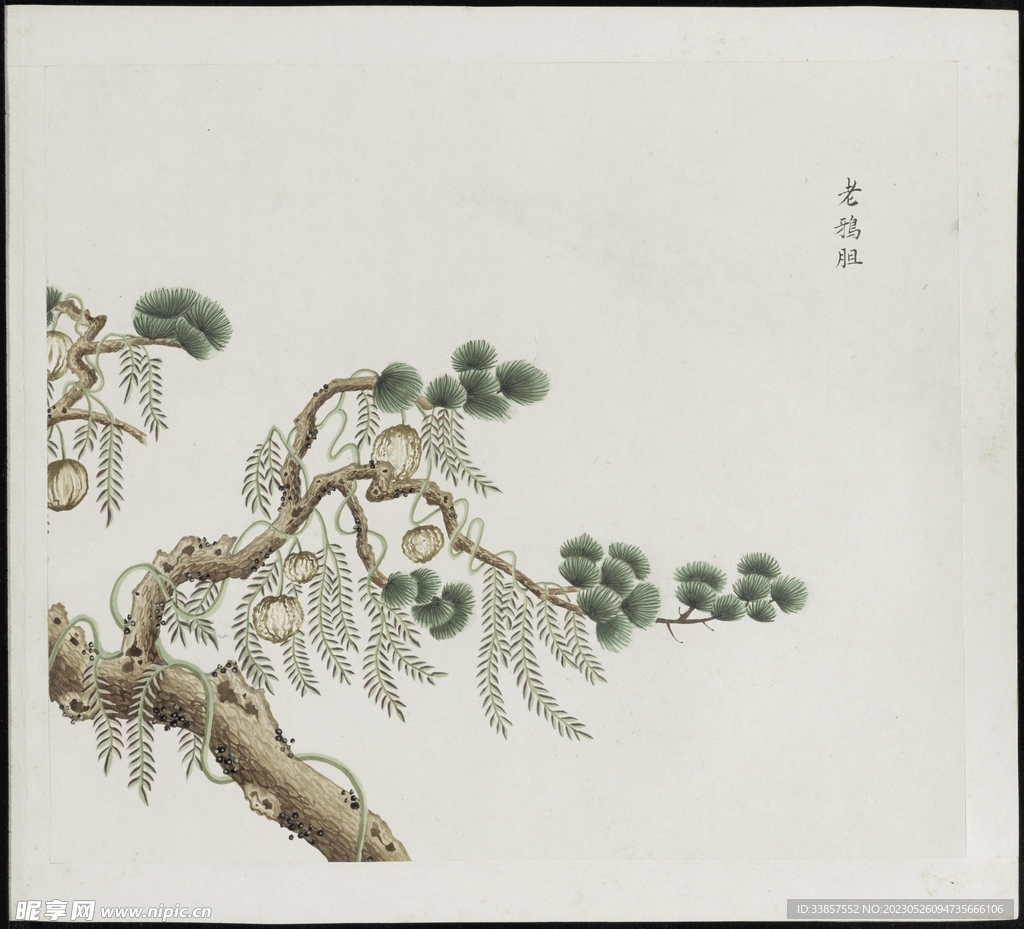 彩绘本草           