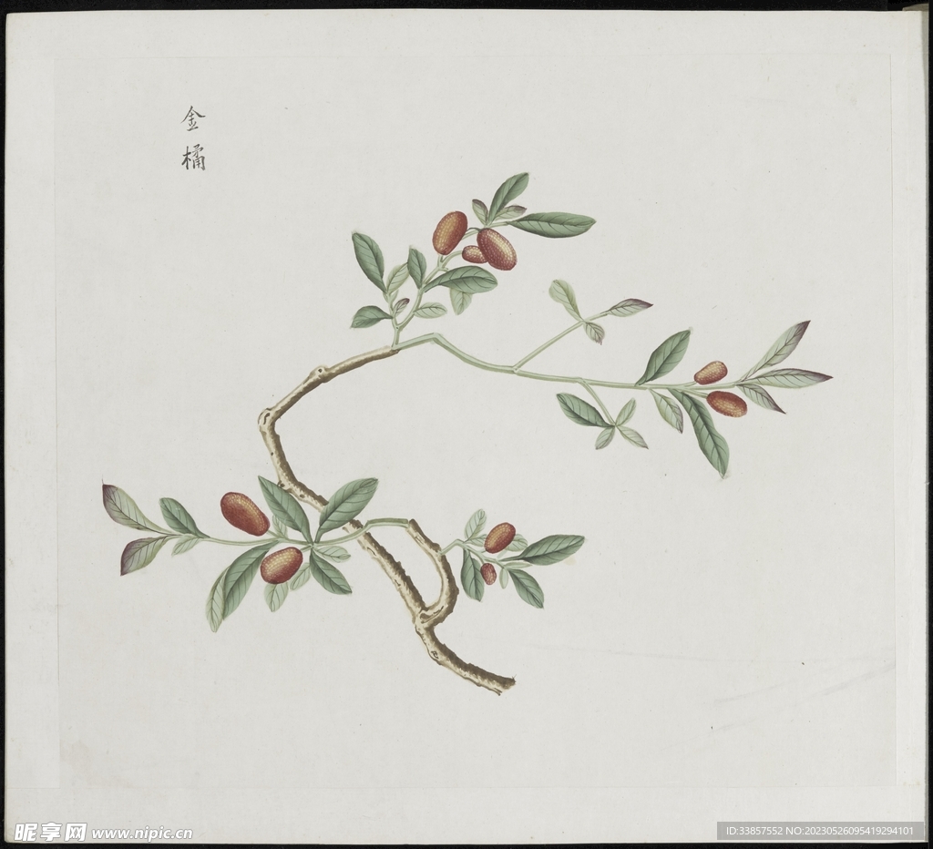 彩绘本草           