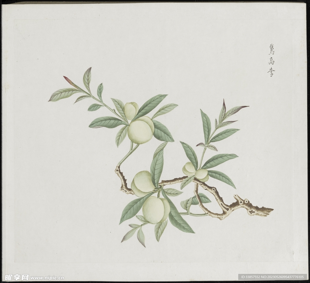 彩绘本草           