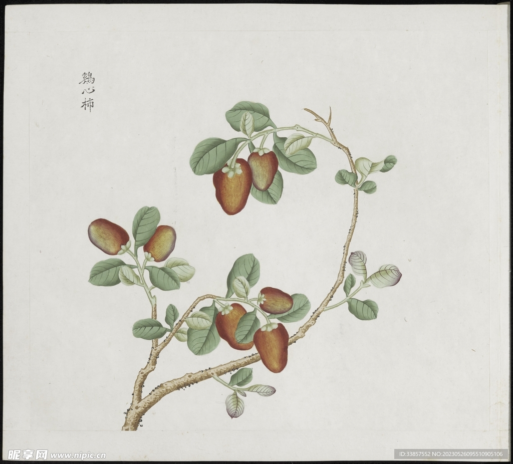 彩绘本草           