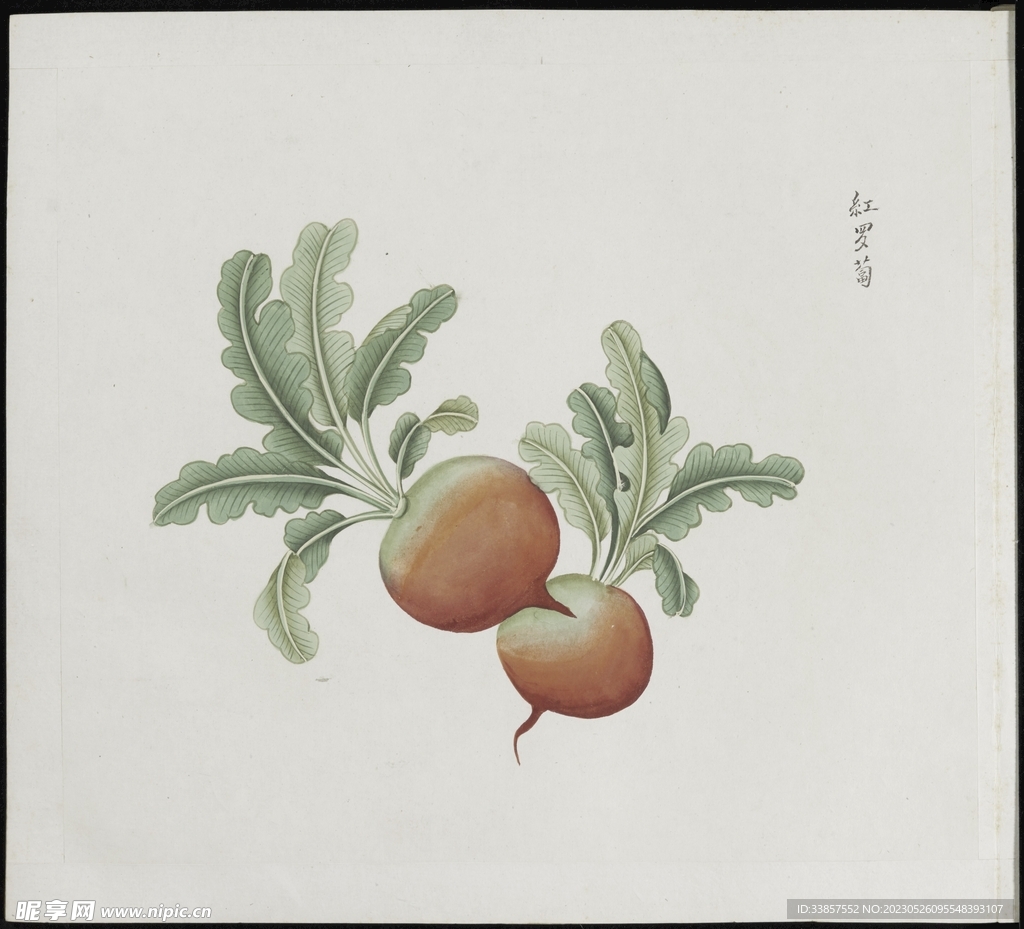 彩绘本草           