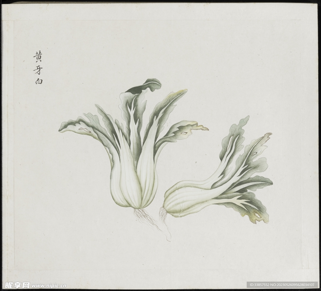 彩绘本草           