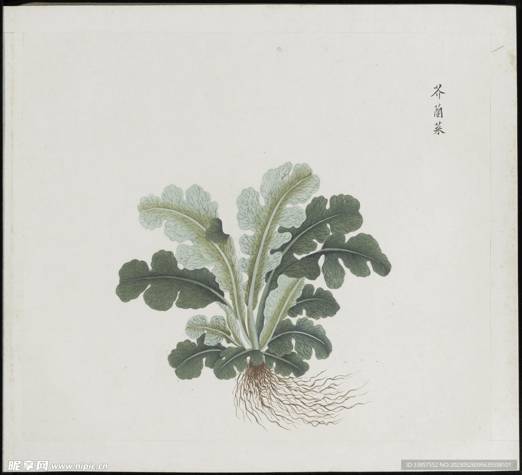 彩绘本草           