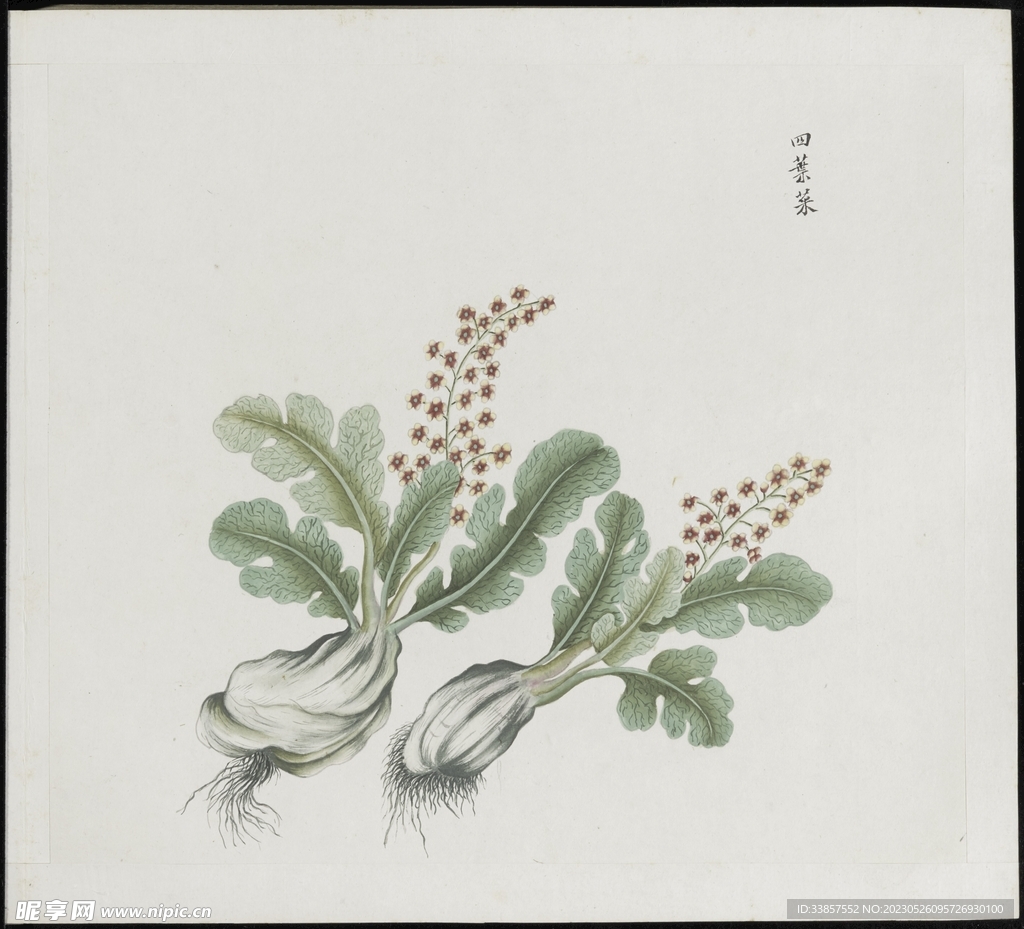 彩绘本草           