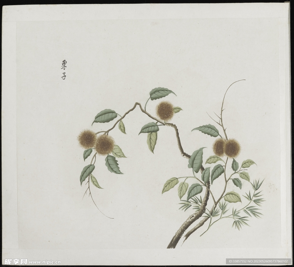 彩绘本草           