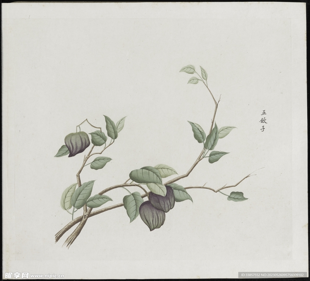 彩绘本草           