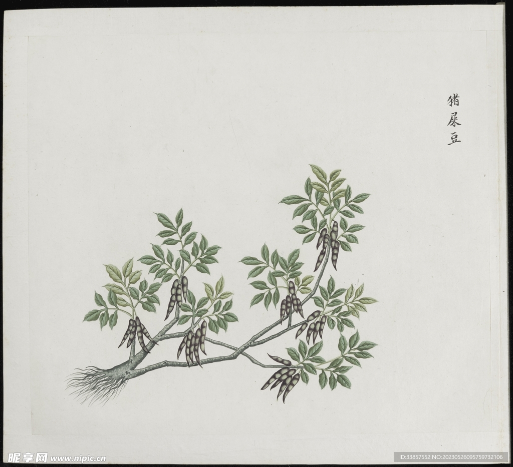 彩绘本草           