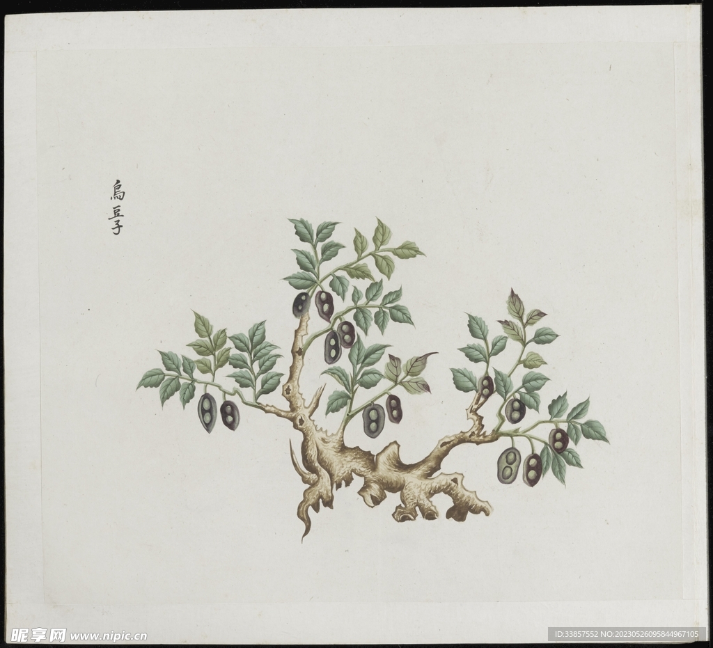 彩绘本草           
