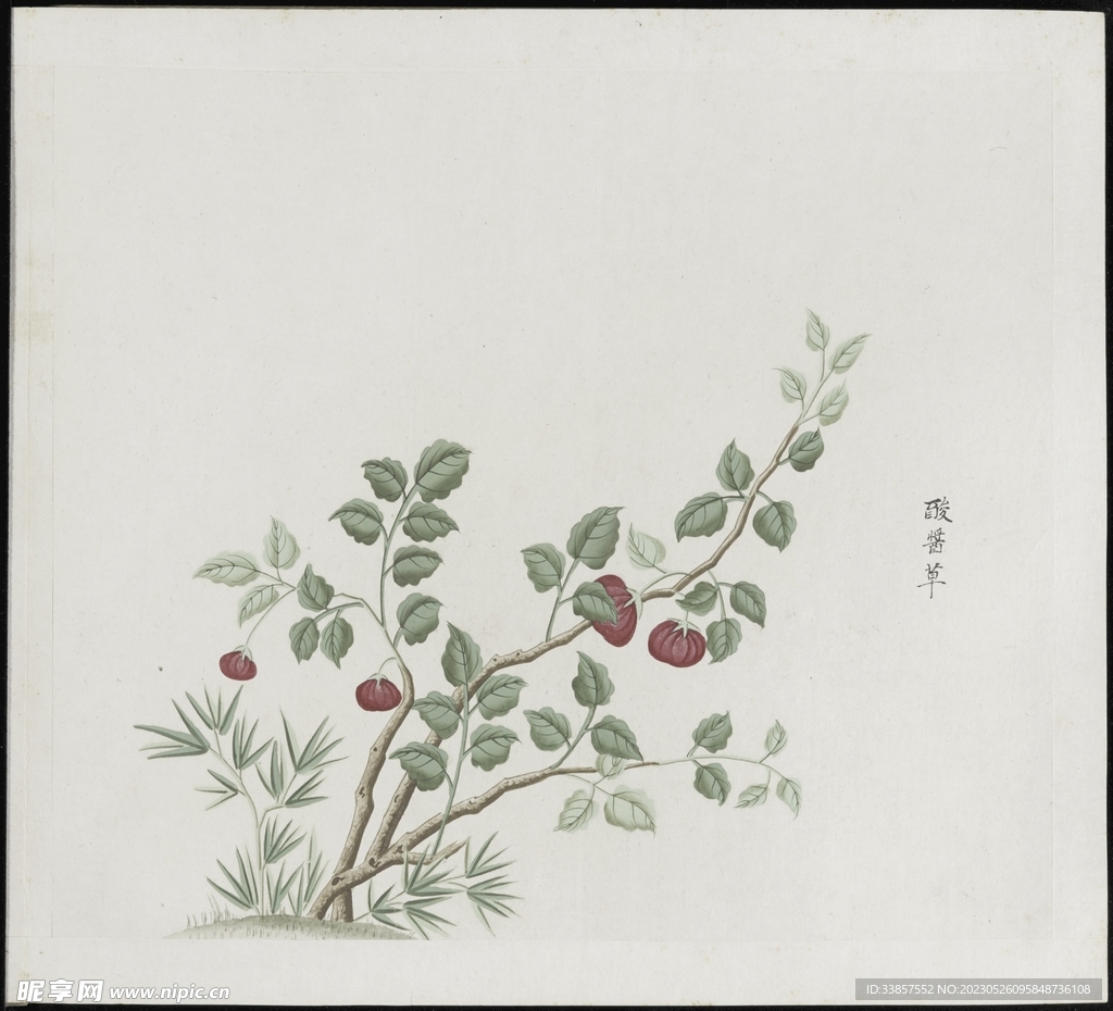 彩绘本草           