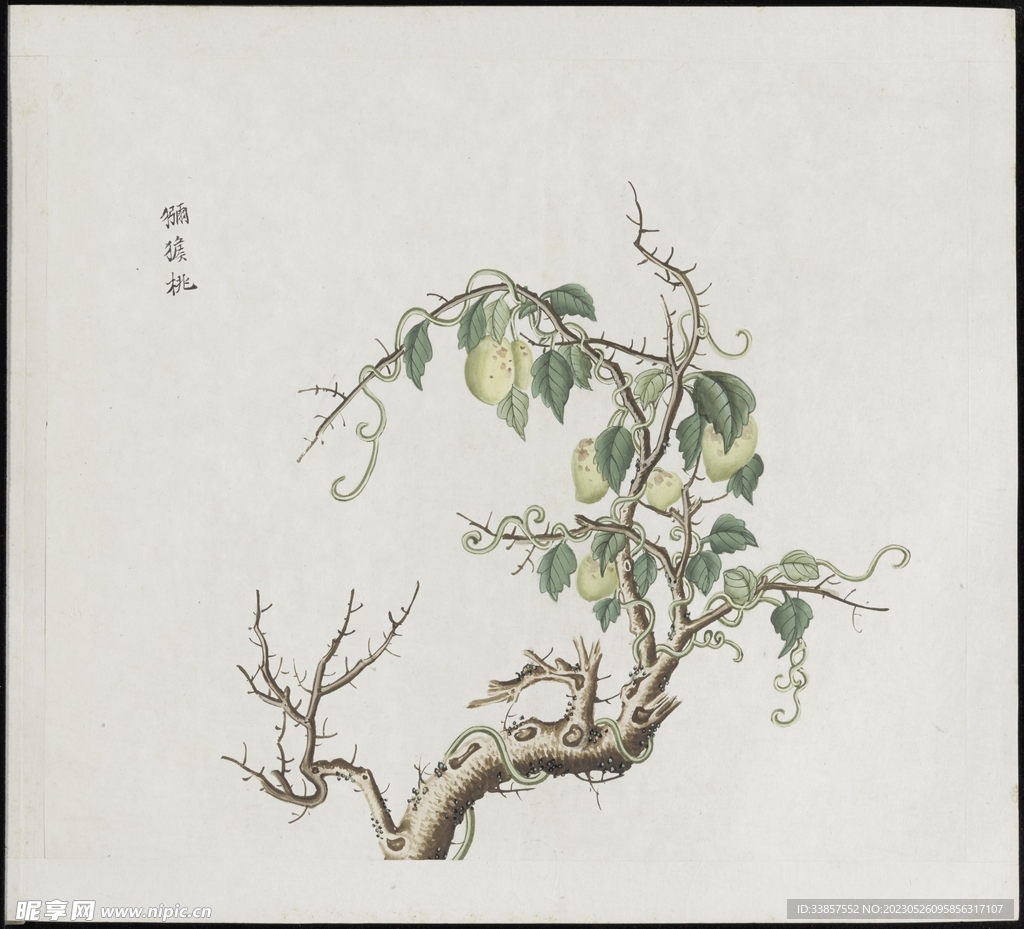 彩绘本草           