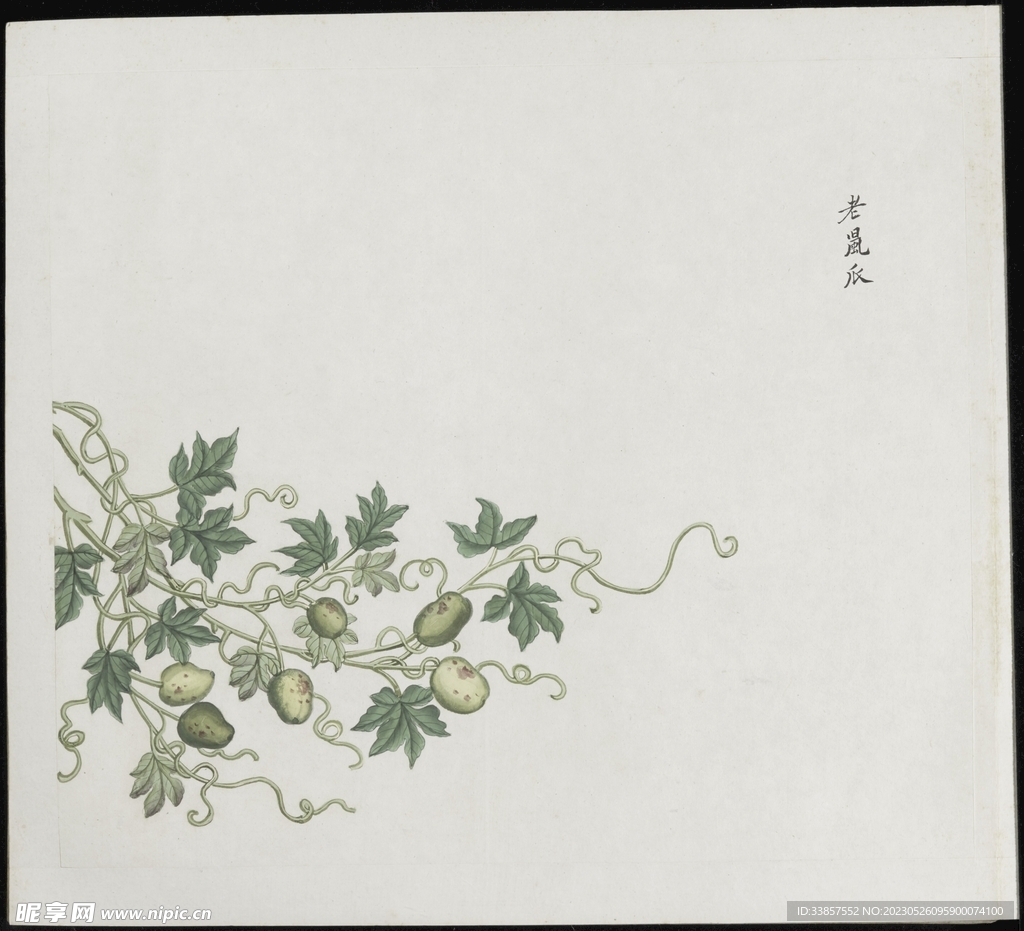 彩绘本草           
