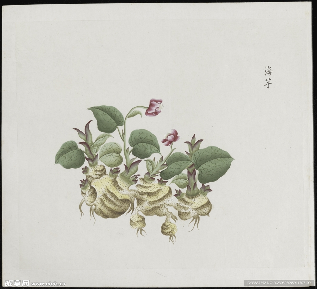 彩绘本草           