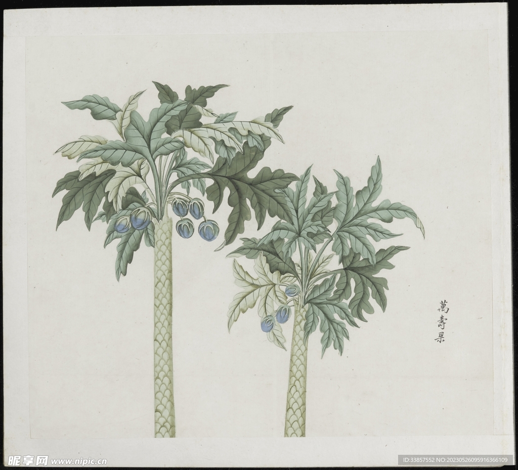 彩绘本草           