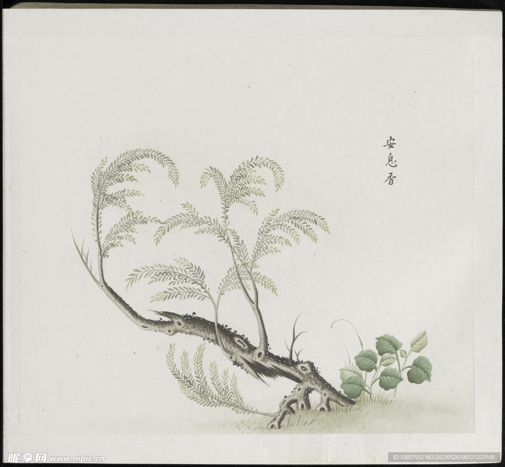 彩绘本草           