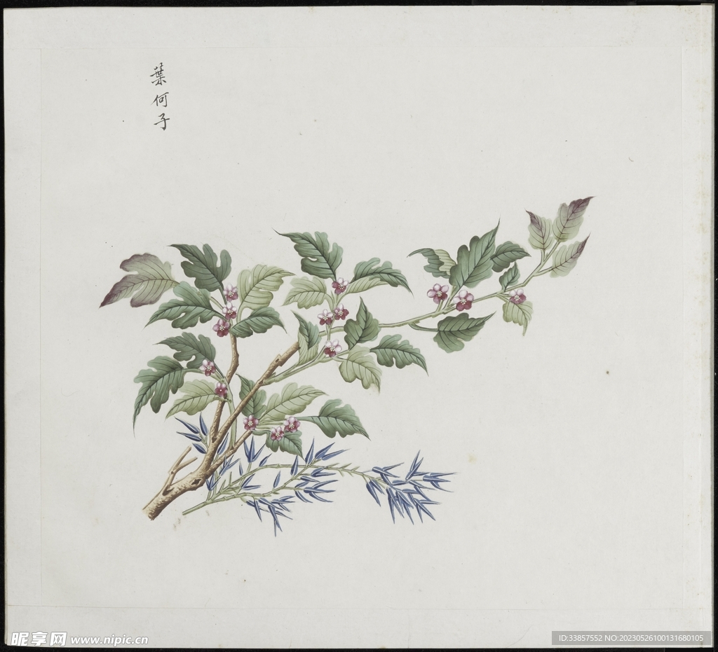 彩绘本草           
