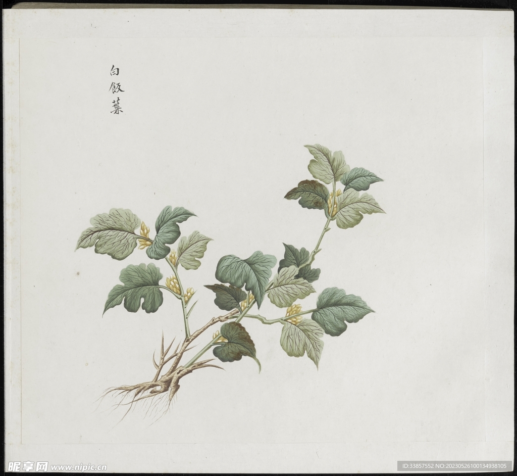 彩绘本草           
