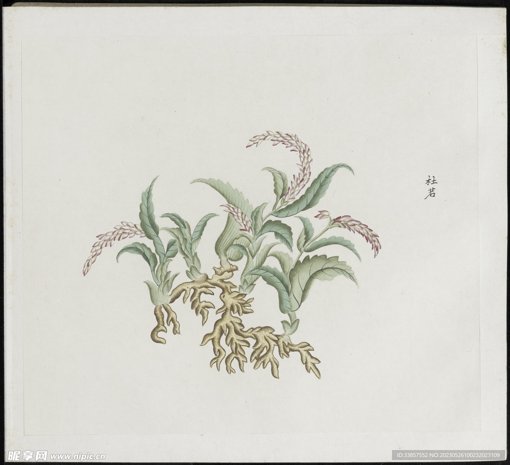 彩绘本草           