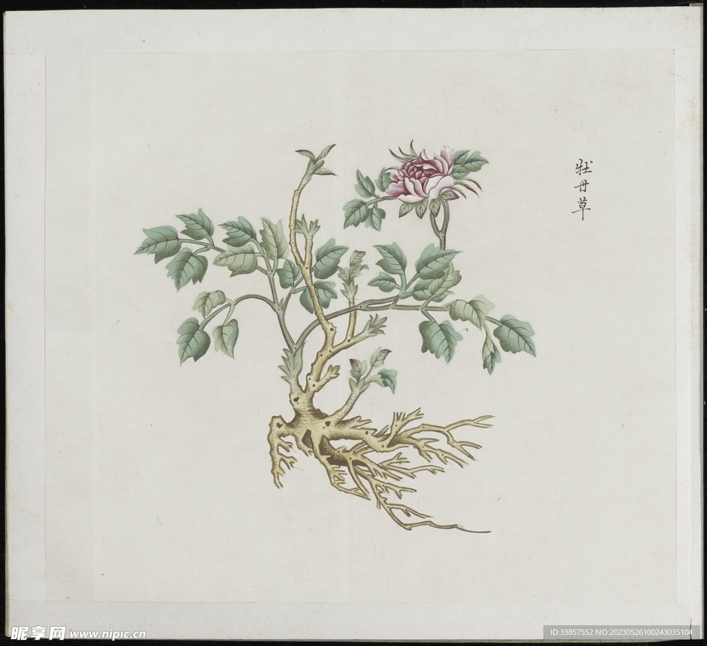 彩绘本草           